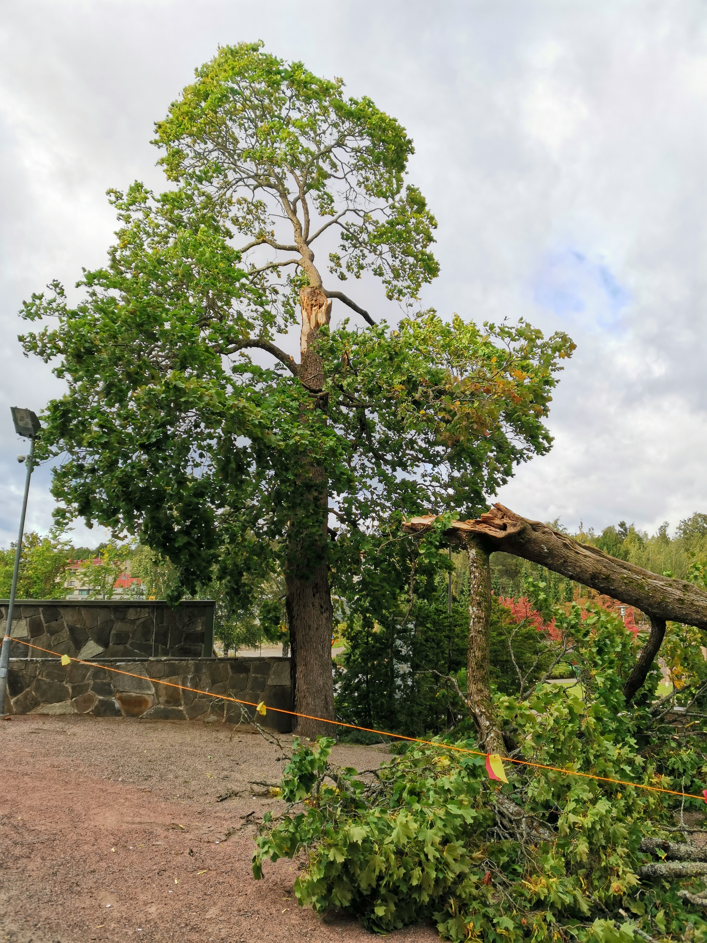 Vindskador på gravgården.